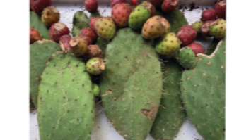 imagen-producto-thefoodtech