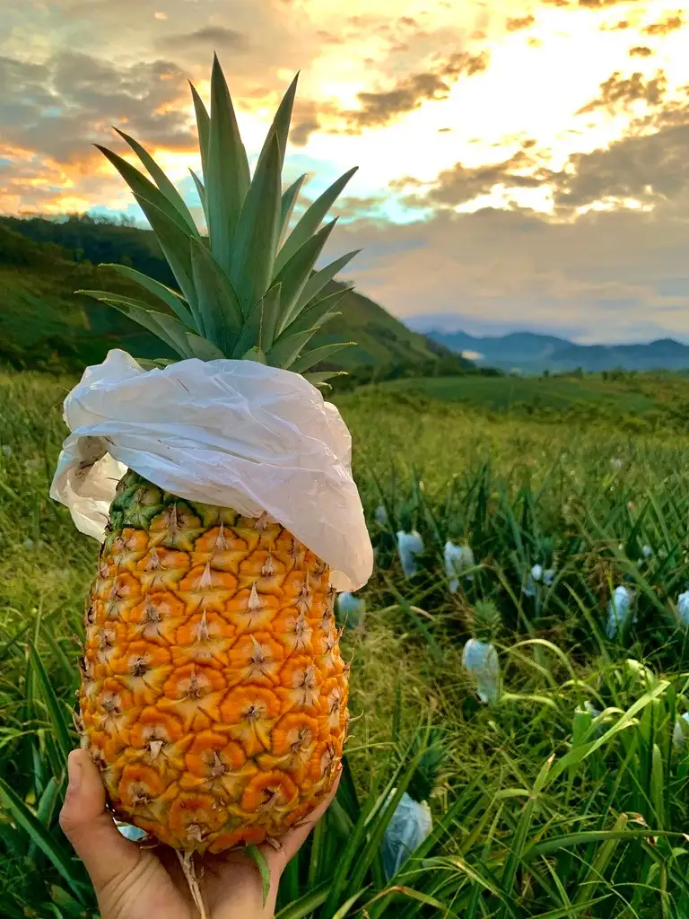 imagen-producto-thefoodtech