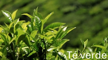 imagen-producto-thelogisticsworld
