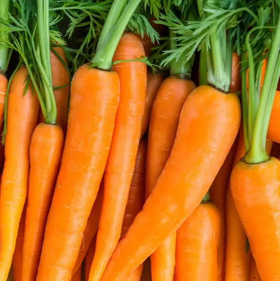 imagen-producto-thefoodtech