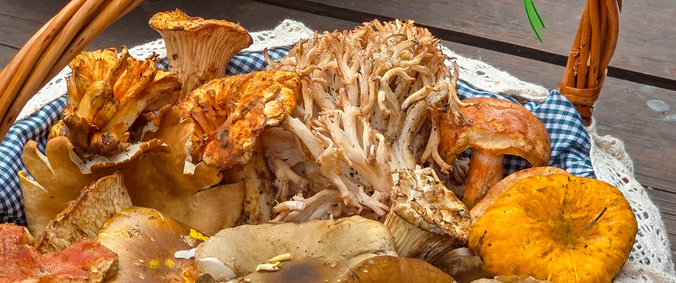 Hongos nativos en México: ciencia, biodiversidad y una nueva oportunidad para la industria alimentaria