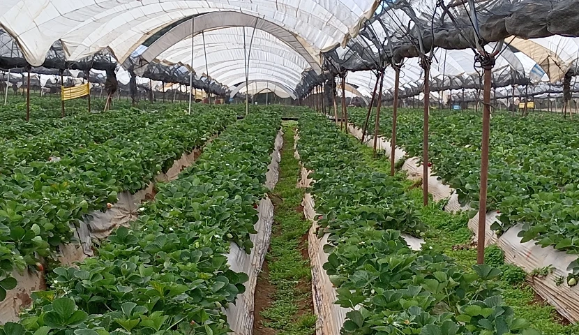 galeria-thefoodtech.com