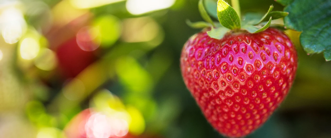 Suelo vs. sustrato: la tecnología detrás de la producción de fresas y arándanos en México