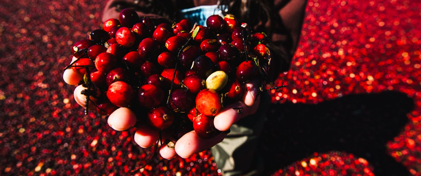 El mar de rubíes del sur: la cosecha del cranberry en Chile y su valor global